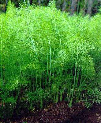 Foeniculum vulgare