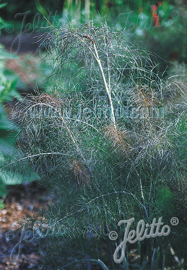 Foeniculum vulgare ´Atropurpureum´