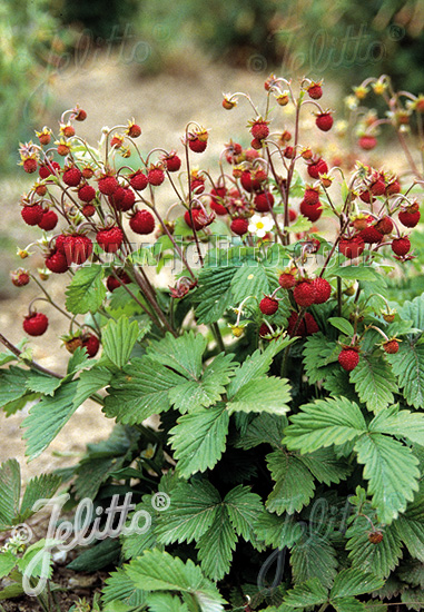 Fragaria vesca