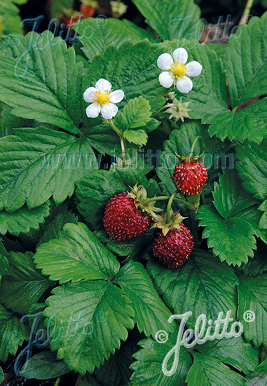 Fragaria vesca v.semperflorens ´Improved Rügen´