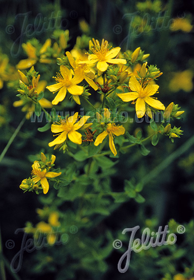 Hypericum perforatum