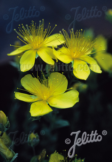 Hypericum polyphyllum ´Grandiflorum´