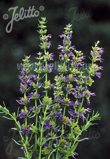 Hyssopus officinalis ´Caeruleus´