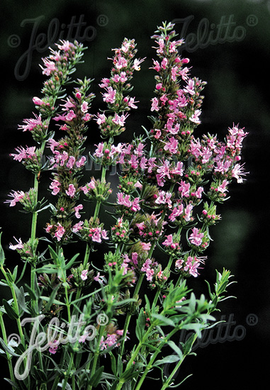 Hyssopus officinalis ´Roseus´