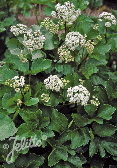 Ligusticum scoticum