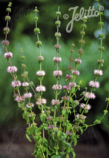 Mentha pulegium