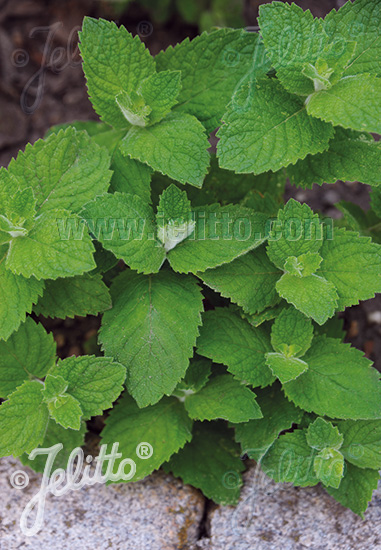 Mentha suaveolens