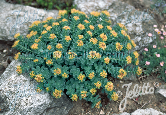 Rhodiola rosea