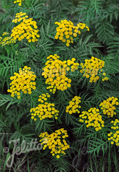 Tanacetum vulgare