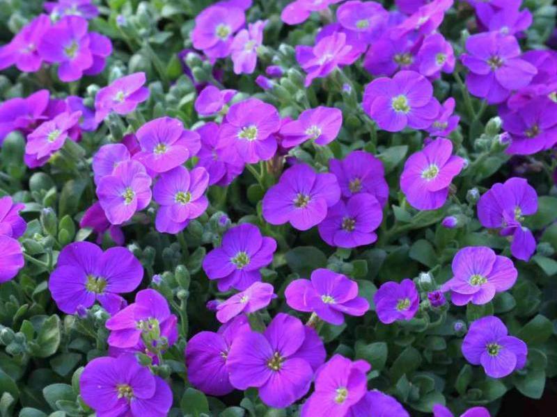 Aubrieta gracilis ´Kitte´