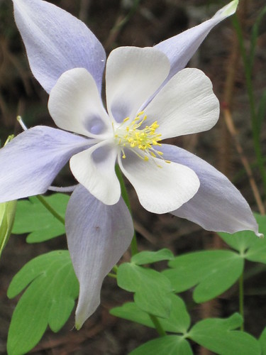 Aquilegia caerulea ´Kirigami Light Blue / White´