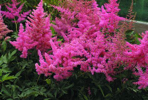 Astilbe (A) ´Anita Pfeifer´