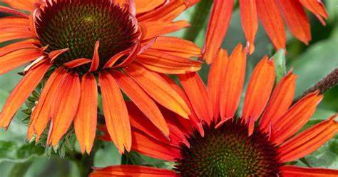 Echinacea ´Hot Lava´