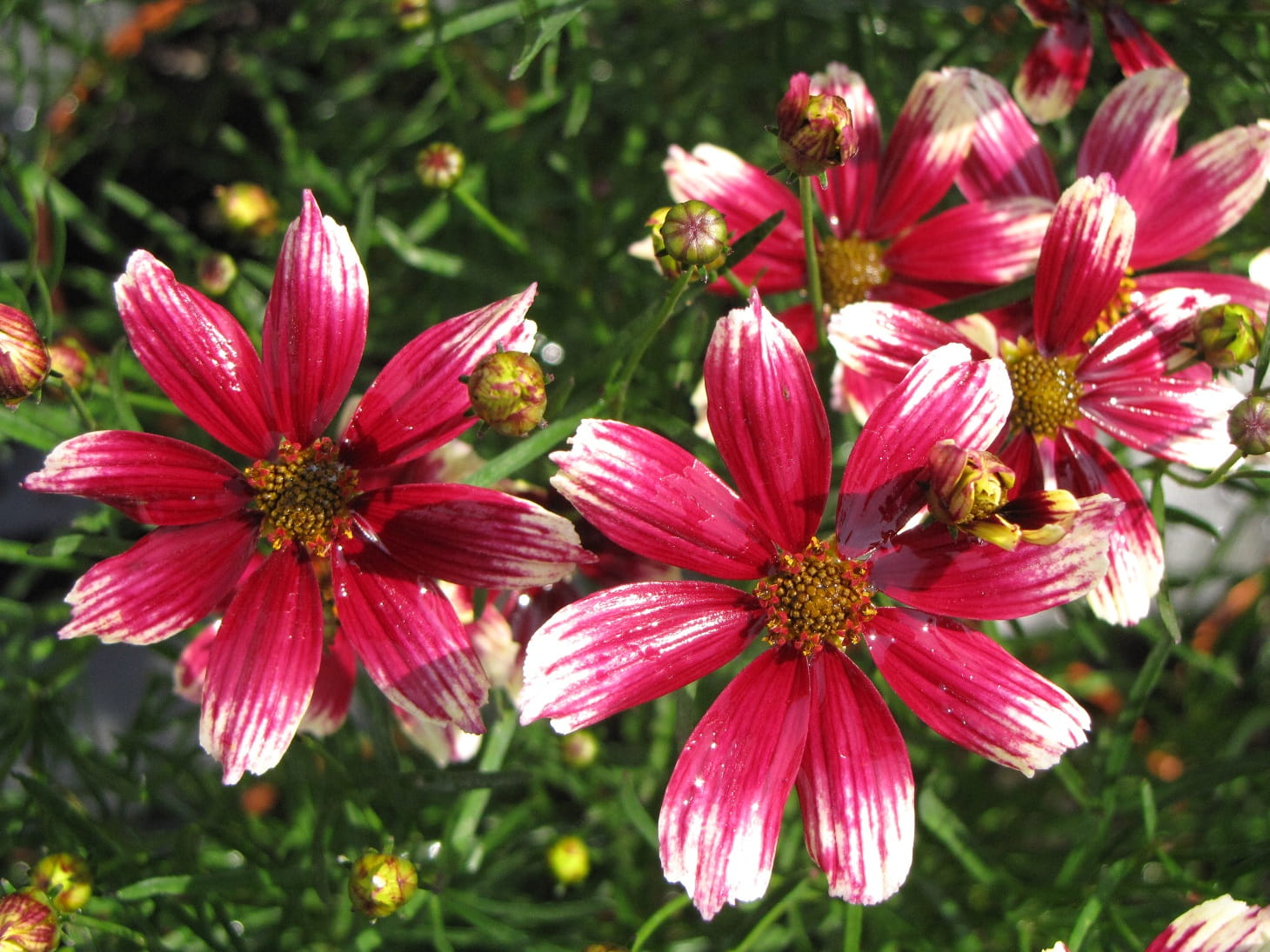 Coreopsis verticillata ´Sunstar Rose´