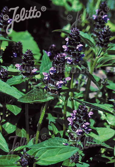 Prunella vulgaris