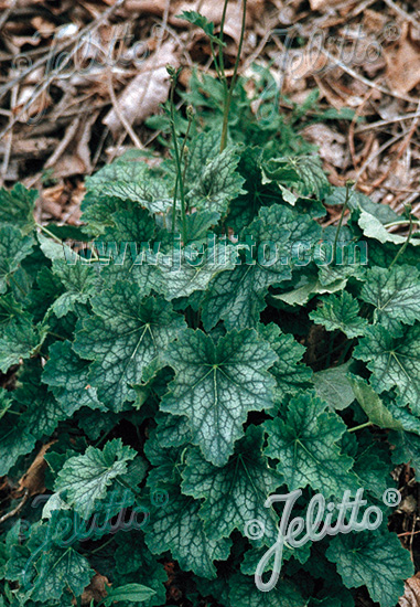 Heuchera americana