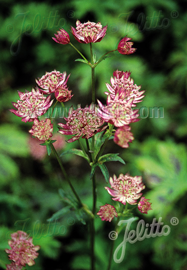 Astrantia major ´Primadonna´