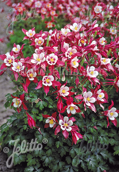 Aquilegia vulgaris ´Crimson Star´