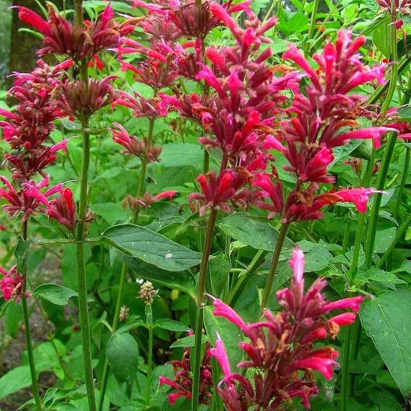 Agastache mexicana ´Red Fortune´