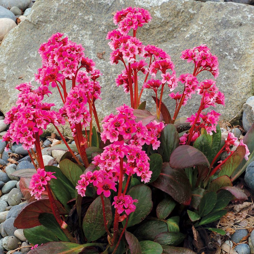 Bergenia´ Pink Dragonfly´