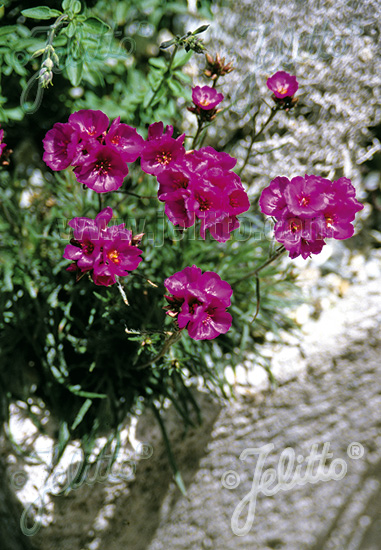 Calandrinia umbellata