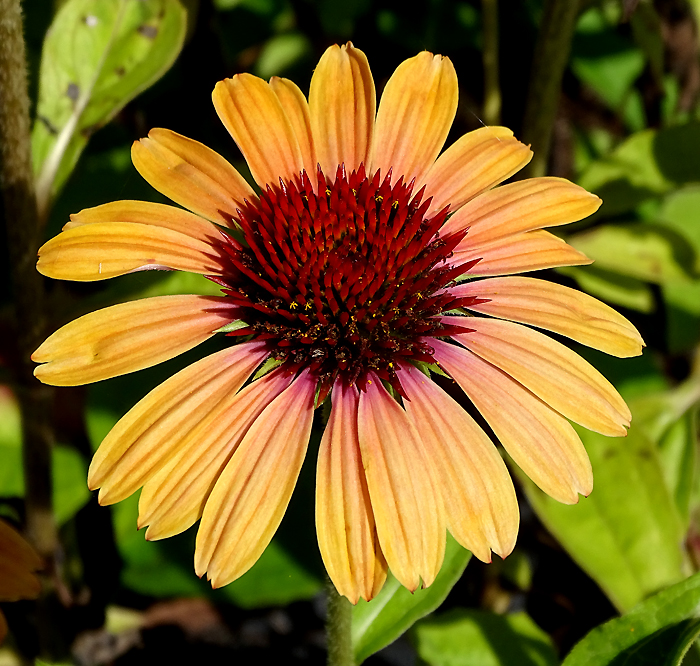 Echinacea ´Rainbow Apricot´