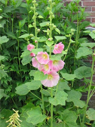 Alcea rosea