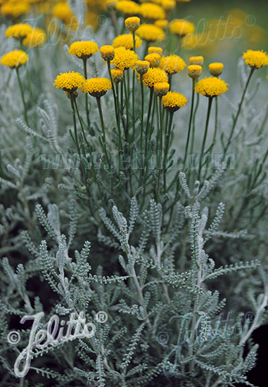 Santolina chamaecyparissus ssp. tomentosa