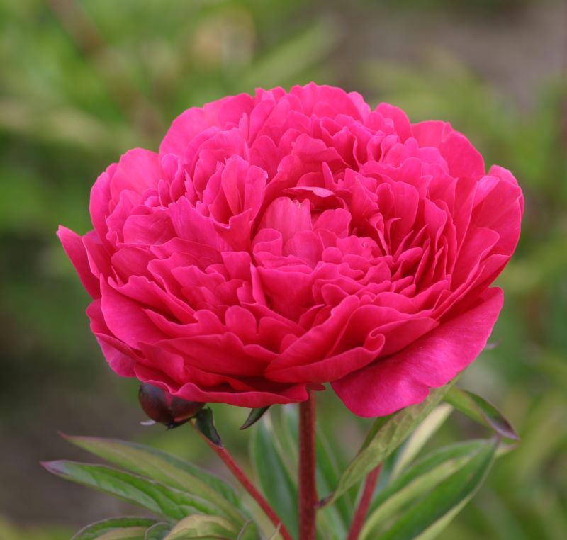 Paeonia lactiflora ´Kansas´