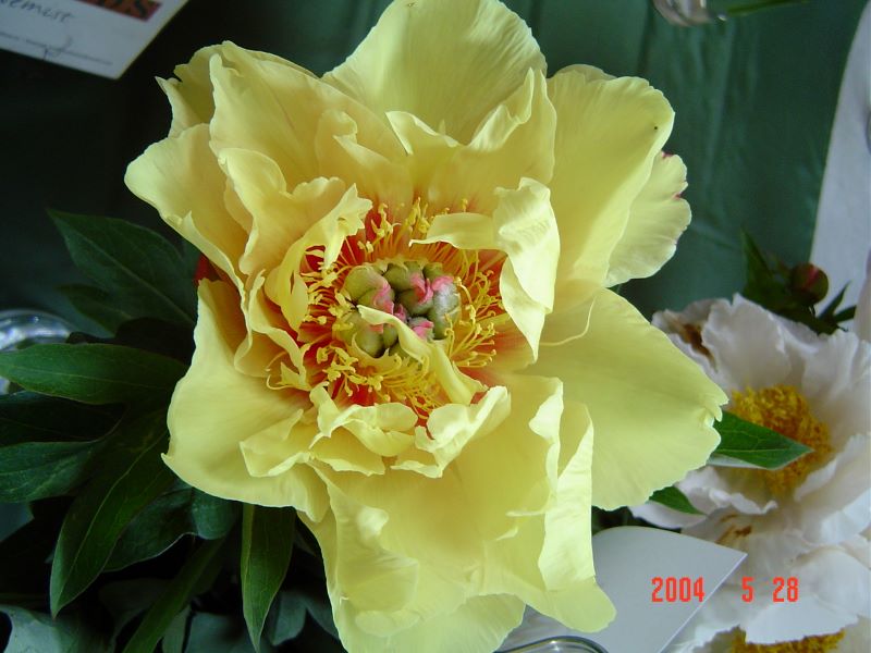 Paeonia ´Garden Treasure´