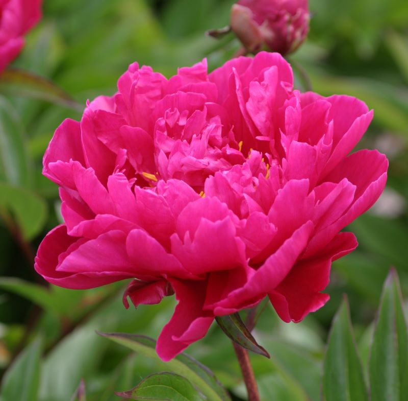 Paeonia lactiflora ´Karl Rosenfield´