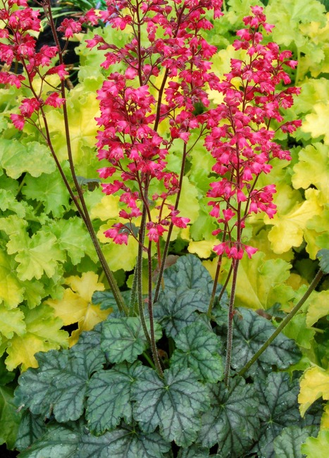 Heuchera ´Paris´