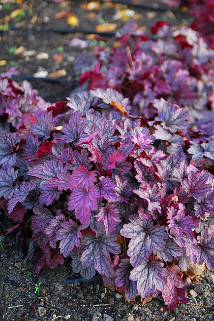 Heuchera ´Shanghai´