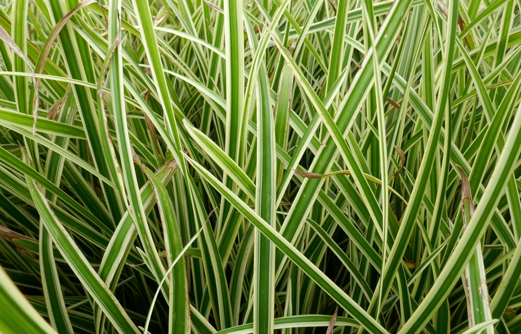 Carex foliosissima ´Cream Dance´