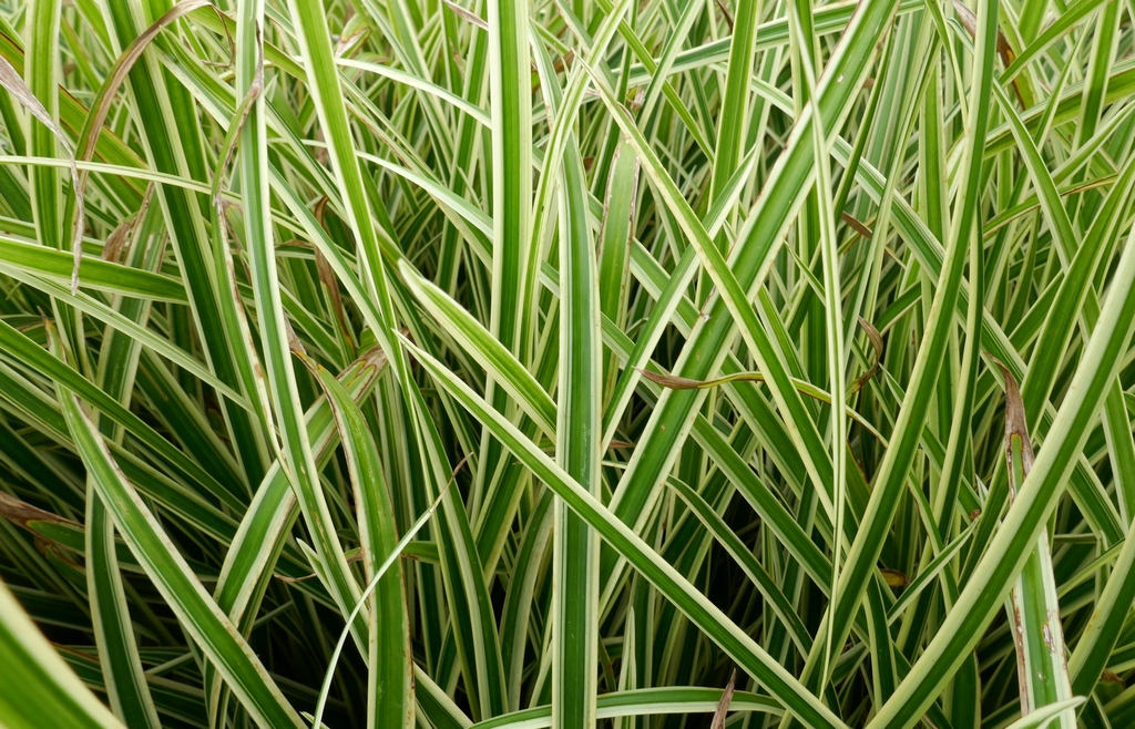 Carex foliosissima (morrowii) ´Cream Dance´