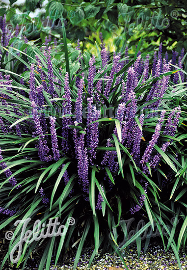 Liriope muscari