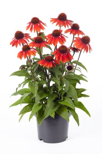 Echinacea purpurea ´Sombrero® Sangrita´