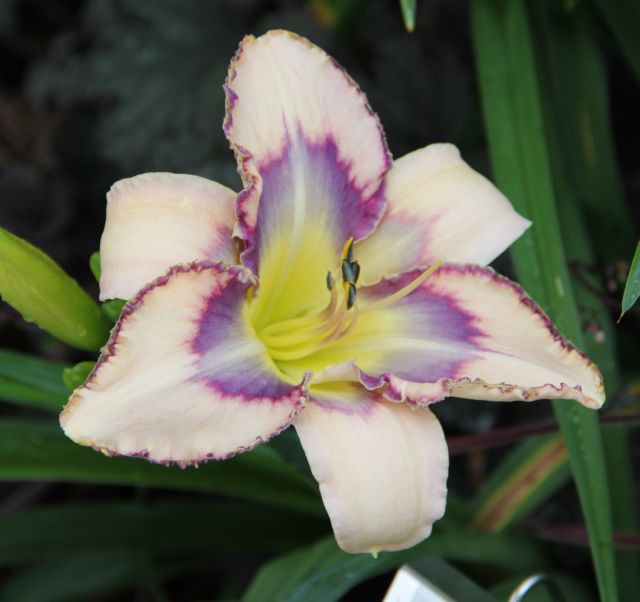 Hemerocallis ´Destined to See´