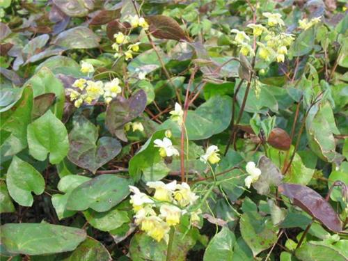 Epimedium versicolor ´Neosulphureum´