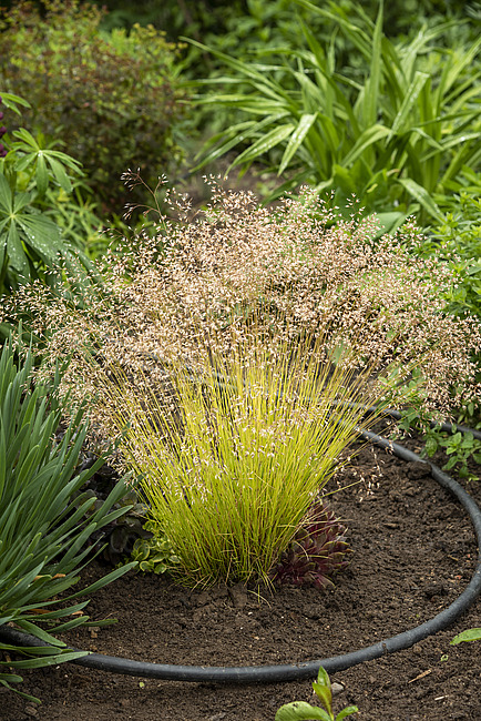 Deschampsia flexuosa ´Tatra Gold´