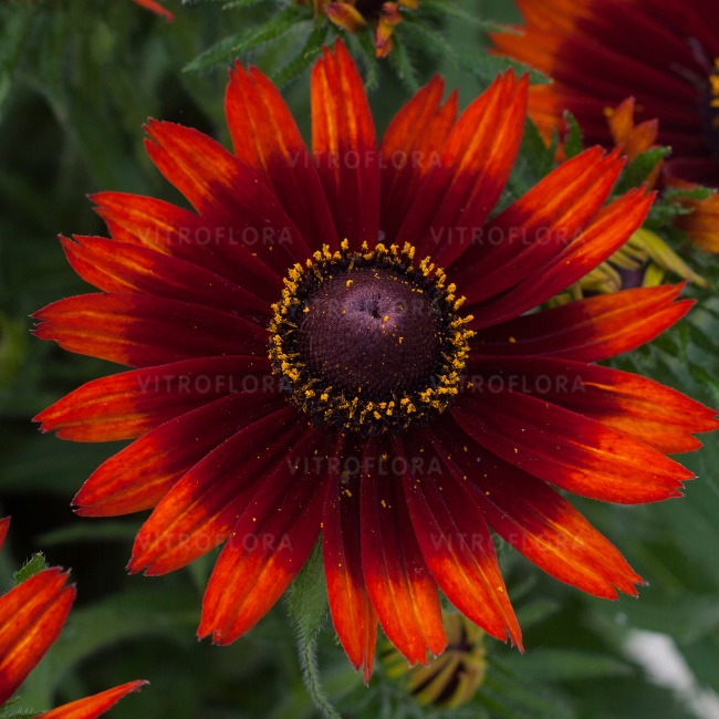 Rudbeckia hirta ´SmileyZ Happy´