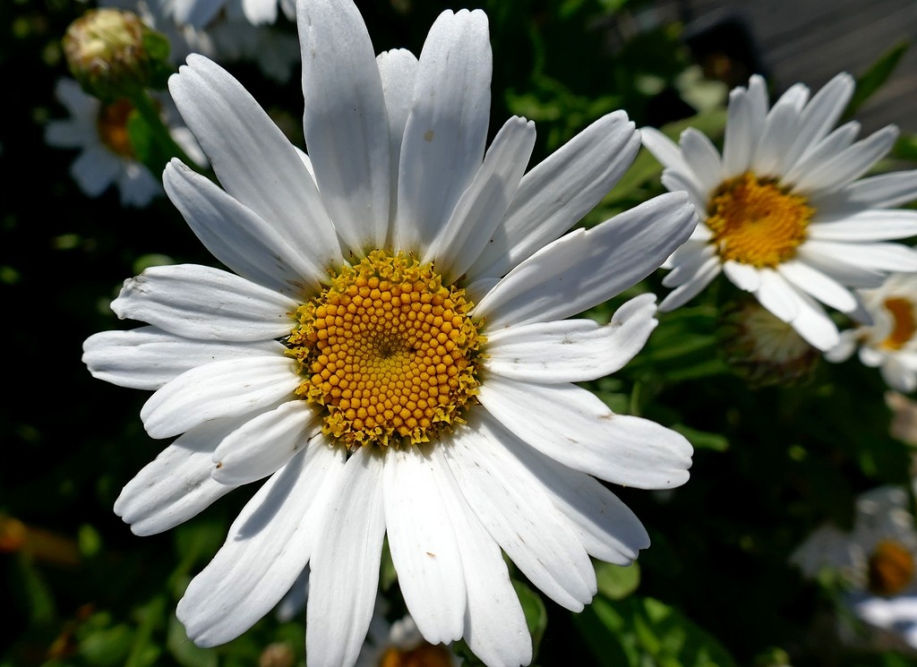 Leucanthemum maximum ´Snow Lady´