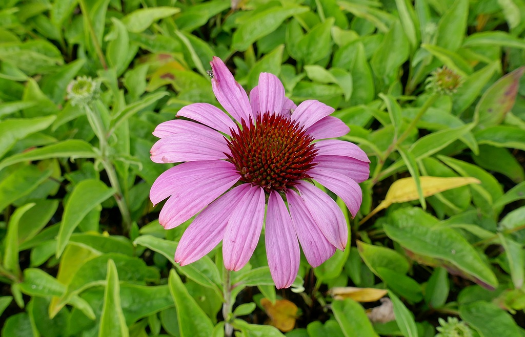 Echinacea purpurea ´Prairie Splendor Compact Rose´