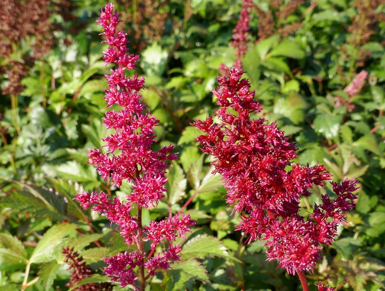 Astilbe x arendsii ´Fanal´
