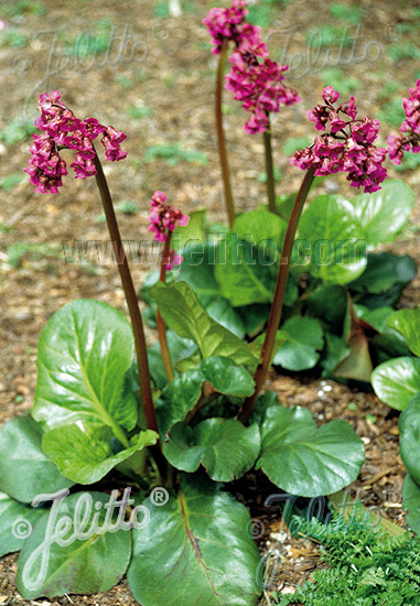 Bergenia cordifolia ´Rotblum´