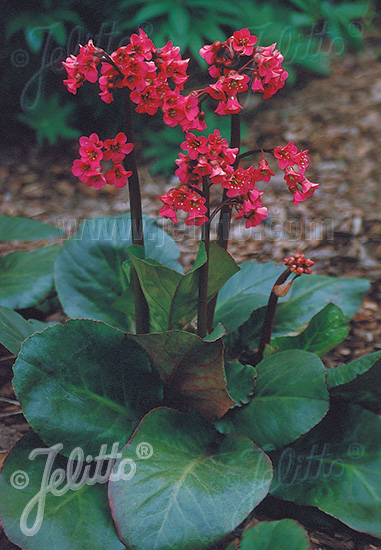 Bergenia cordifolia ´Winterglut´