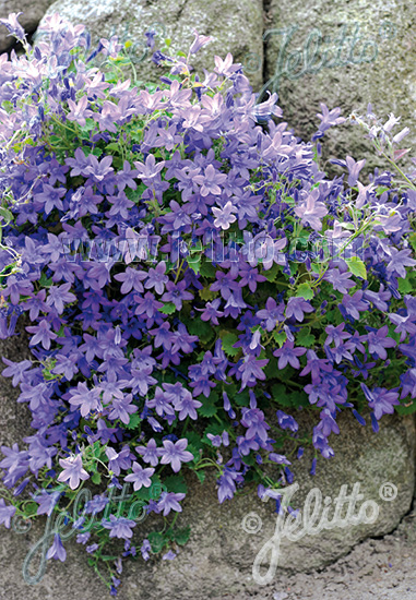 Campanula portenschlagiana