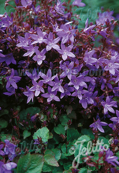 Campanula poscharskyana