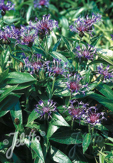 Centaurea montana