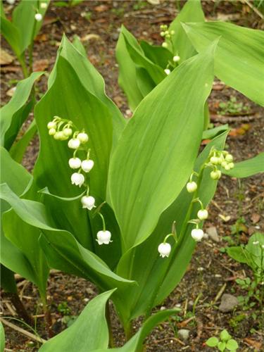 Convallaria majalis